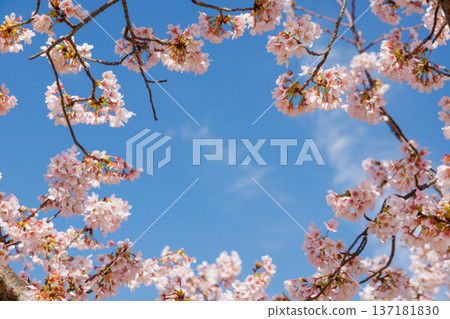 Cherry blossoms in full bloom shining in the blue sky Cherry blossoms in full bloom shining in the blue sky 137181830