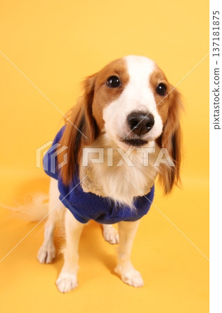 Yellow background and Kooikerhondje in blue clothes 137181875