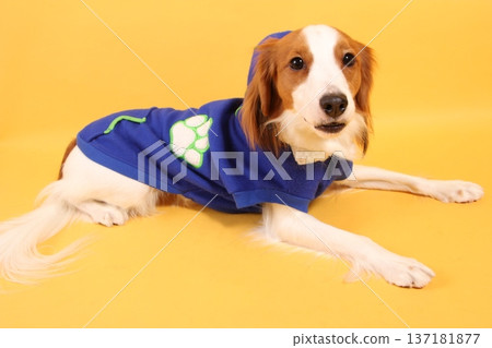 一隻穿著藍色衣服的狗躺在黃色背景上 137181877