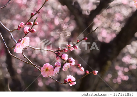 梅花告訴春天的到來 137181885