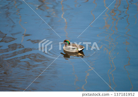 A small duck on the Yasuragi embankment of the Shinano River A small duck on the Yasuragi embankment of the Shinano River 137181952