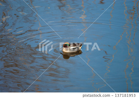 A small duck on the Yasuragi embankment of the Shinano River A small duck on the Yasuragi embankment of the Shinano River 137181953