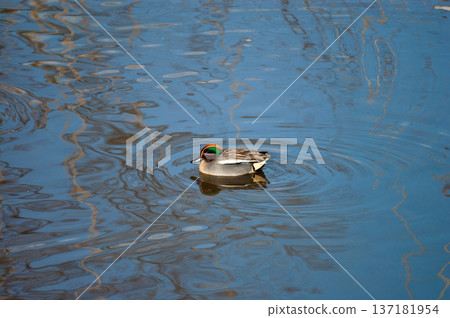 A small duck on the Yasuragi embankment of the Shinano River 137181954