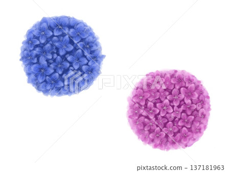 水彩畫的繡球花插圖 水彩畫的繡球花插圖 137181963