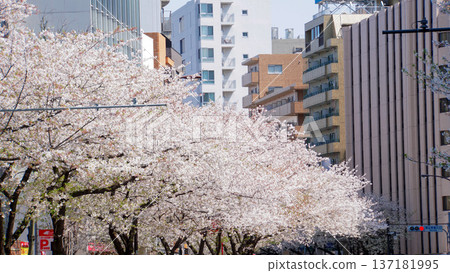 Cherry blossom trees line Meiji Dori surrounded by the capital's skyscrapers 137181995