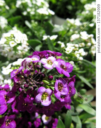 Alyssum Alyssum 137182009