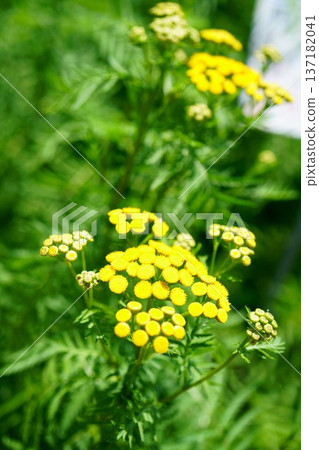 第9372章 137182041