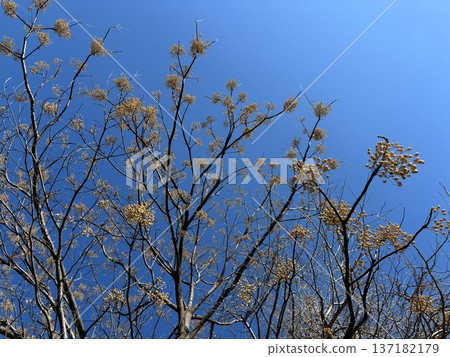 中國樹和金黃色的果實伸向藍天。 137182179
