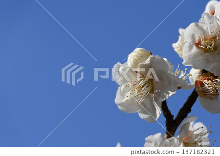 梅花 梅花 137182321