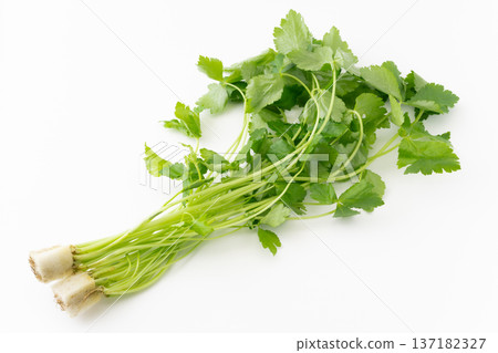 白色背景上的一束三葉草 白色背景上的一束三葉草 137182327