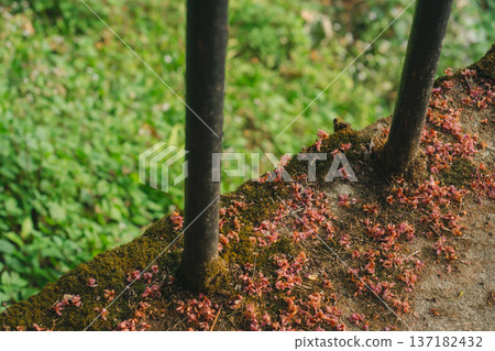 cherry blossom flower fall on floor cherry blossom flower fall on floor 137182432