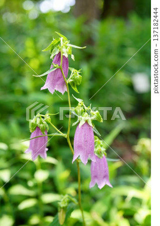 9378 山風鈴草 137182444
