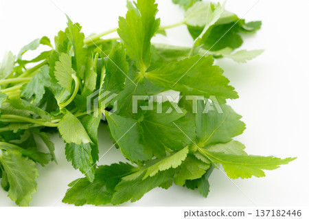 Close-up of a trefoil leaf Close-up of a trefoil leaf 137182446