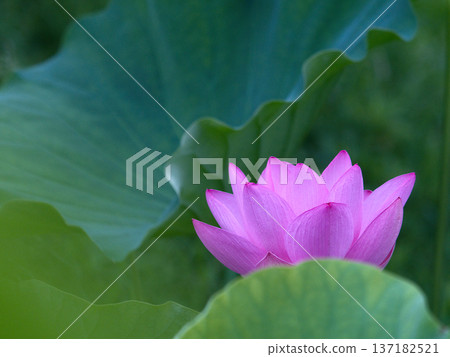 Lotus flower surrounded by big leaves Lotus flower surrounded by big leaves 137182521
