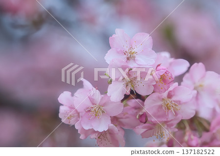 河津櫻花宣布春天的到來 河津櫻花宣布春天的到來 137182522