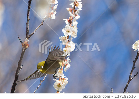 一隻日本繡眼鳥正在尋找梅花蜜 137182530