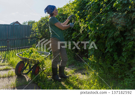 Adult white woman gardening with wheelbarrow in greenery, trimming branches of climbing hop plant with pruning shears Adult white woman gardening with wheelbarrow in greenery, trimming branches of climbing hop plant with pruning shears 137182592