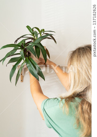 A mature European woman arranges a Tradescantia houseplant on a wooden shelf in a minimalist room. Eco-friendly decor of a modern home, green hobby, love of plants A mature European woman arranges a Tradescantia houseplant on a wooden shelf in a minimalist room. Eco-friendly decor of a modern home, green hobby, love of plants 137182626