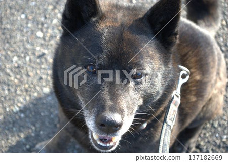 Staring dog Staring dog 137182669