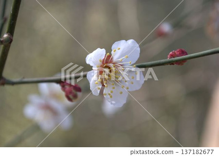 白梅花 白梅花 137182677