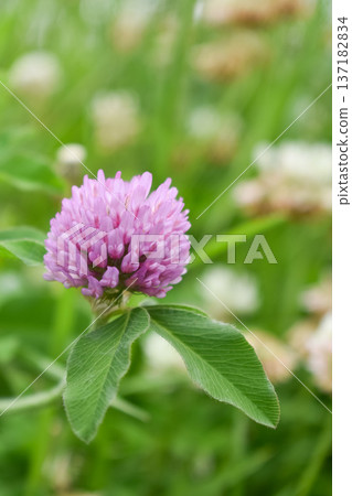 Murasakusumixa（紅三葉草） 137182834