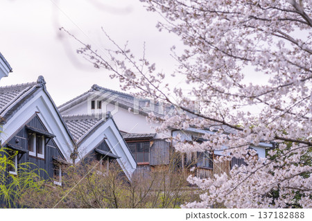 京都：伏見的清酒釀酒廠和盛開的櫻花 137182888