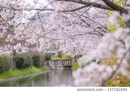Kyoto: Fushimi Jikkokubune boats and cherry blossoms in full bloom Kyoto: Fushimi Jikkokubune boats and cherry blossoms in full bloom 137182889