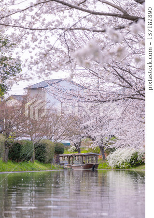 京都：伏見十石船和盛開的櫻花 137182890