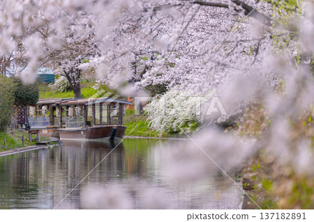 京都：伏見十石船和盛開的櫻花 137182891