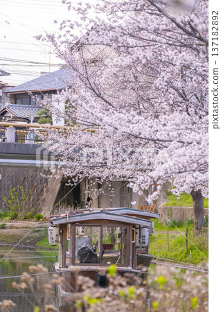 Kyoto: Fushimi Jikkokubune boats and cherry blossoms in full bloom Kyoto: Fushimi Jikkokubune boats and cherry blossoms in full bloom 137182892