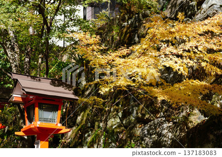 京都鞍馬寺進山路上的秋景 京都鞍馬寺進山路上的秋景 137183083