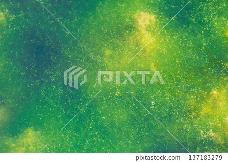 Autumn Pond - Close-up of underwater algae 02 Autumn Pond - Close-up of underwater algae 02 137183279
