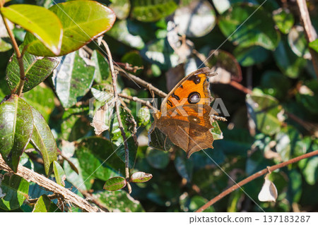 Autumn fields and mountains: A butterfly spreading its wings 03 Autumn fields and mountains: A butterfly spreading its wings 03 137183287