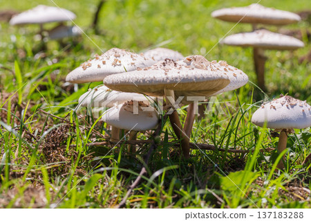 White mushrooms in the autumn meadow 15 White mushrooms in the autumn meadow 15 137183288