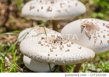秋日草地上的白色蘑菇 17 秋日草地上的白色蘑菇 17 137183290