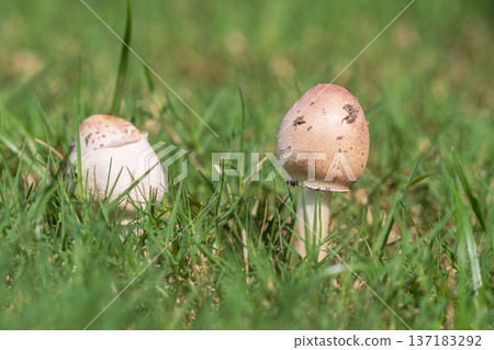 秋日草地上的白色蘑菇 22 137183292