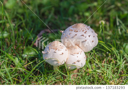 秋日草地上的白色蘑菇 23 秋日草地上的白色蘑菇 23 137183293