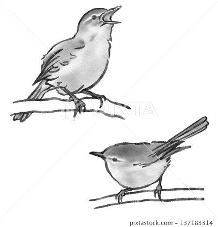 Two Japanese bush warblers (sumi-e style) Two Japanese bush warblers (sumi-e style) 137183314