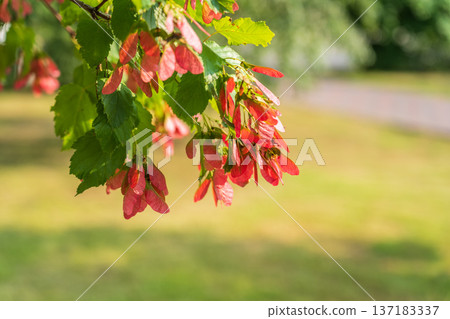 A close-up of the reddish-pink ripening fruits of the Tatar maple. A close-up of the reddish-pink ripening fruits of the Tatar maple. 137183337