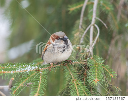 Sparrow sits on a fir branch with snow in winter Sparrow sits on a fir branch with snow in winter 137183367