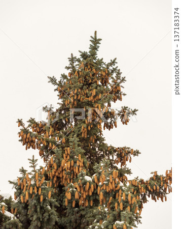Green spruce branches with needles and cones against a blue sky in winter. Many cones on spruce. Fir tree. Green spruce branches with needles and cones against a blue sky in winter. Many cones on spruce. Fir tree. 137183374