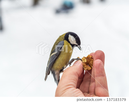 A tit sits on a man's hand and eats seeds. 137183379