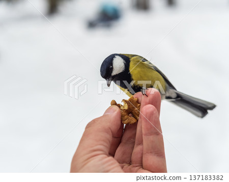 A tit sits on a man's hand and eats seeds. A tit sits on a man's hand and eats seeds. 137183382