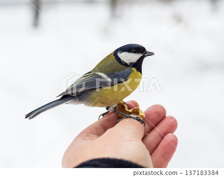 A tit sits on a man's hand and eats seeds. A tit sits on a man's hand and eats seeds. 137183384