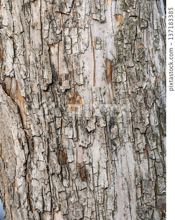 The texture of the bark of an old apple tree The texture of the bark of an old apple tree 137183385