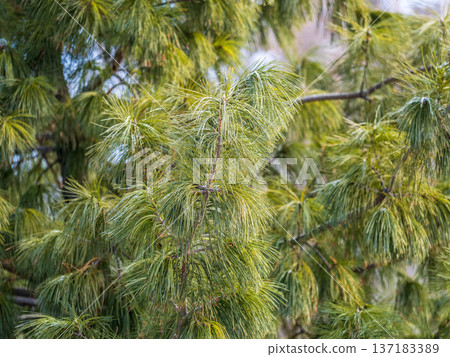 Cedar branches with long fluffy needles with a beautiful blurry background. Cedar branches with long fluffy needles with a beautiful blurry background. 137183389