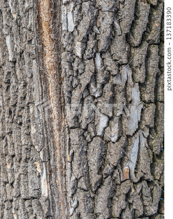 Bark texture and background of a old tree trunk. Detailed bark texture. 137183390