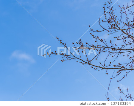 poplar branches, covered with buds against the blue sky poplar branches, covered with buds against the blue sky 137183394