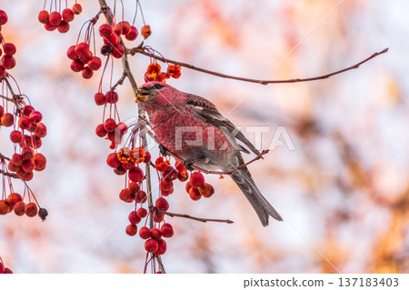 Pine Grosbeak male Eating Red Berries in Winter Pine Grosbeak male Eating Red Berries in Winter 137183403