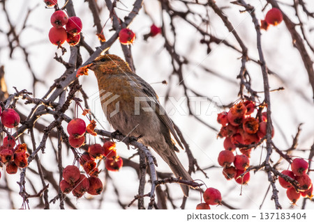 Pine Grosbeak Female Eating Red Berries in Winter 137183404